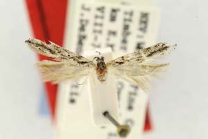  (Neoschema powelli - EMEC80297)  @11 [ ] Copyright (2012) Unspecified Essig Museum of Entomology