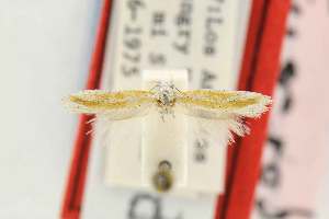 (Nevadopalpa alboaura - EMEC80298)  @11 [ ] Copyright (2012) Unspecified Essig Museum of Entomology