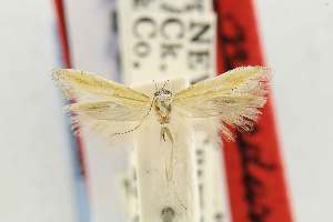  ( - EMEC82304)  @11 [ ] Copyright (2012) Unspecified Essig Museum of Entomology