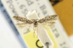  (Insuloschema barbarae - EMEC82311)  @12 [ ] Copyright (2012) Unspecified Essig Museum of Entomology