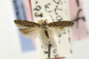  (Keiferia educata - EMEC82312)  @11 [ ] Copyright (2012) Unspecified Essig Museum of Entomology