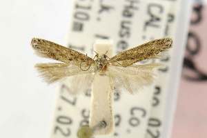  (Keiferia powelli - EMEC82313)  @13 [ ] Copyright (2012) Unspecified Essig Museum of Entomology