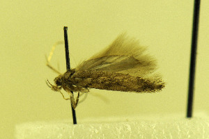  (Scrobipalpa mongoloides - MZH-LEP00000054)  @12 [ ] Copyright (2012) Lauri Kaila Zoological Museum of Helsinki