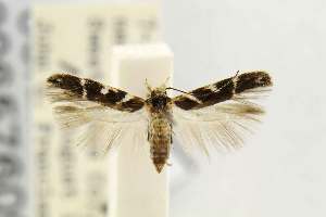  (Gnorimoschema lipatiella - USNMENT00657609)  @11 [ ] Copyright (2012) Unspecified The Smithsonian Institution