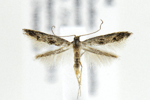  ( - AC006694)  @12 [ ] Copyright (2015) Jean-Francois Landry Canadian National Collection of Insects