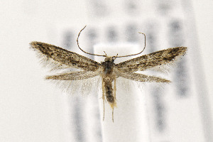  ( - AC006824)  @12 [ ] Copyright (2015) Jean-Francois Landry Canadian National Collection of Insects