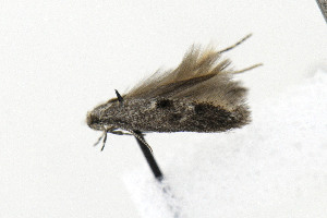  ( - CNCLEP00020283)  @12 [ ] CreativeCommons - Attribution Non-Commercial Share-Alike (2015) Jean-Francois Landry Canadian National Collection of Insects