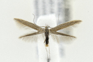  ( - CNCLEP00069675)  @13 [ ] CreativeCommons - Attribution Non-Commercial Share-Alike (2015) Jean-Francois Landry Canadian National Collection of Insects
