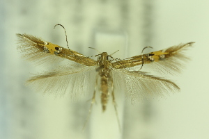  ( - CNCLEP00114807)  @11 [ ] Copyright (2018) Jean-Francois Landry Canadian National Collection of Insects