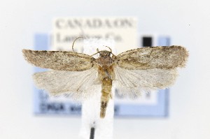  (Agonopterix dimorphella - CNCLEP00121691)  @13 [ ] CreativeCommons - Attribution Non-Commercial Share-Alike (2015) Jean-Francois Landry Canadian National Collection of Insects, Arachnids and Nematodes