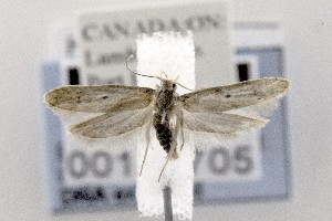  ( - CNCLEP00121705)  @14 [ ] CreativeCommons - Attribution Non-Commercial Share-Alike (2015) Jean-Francois Landry Canadian National Collection of Insects, Arachnids and Nematodes