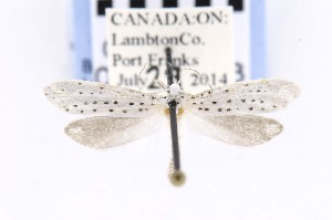  ( - CNCLEP00121723)  @12 [ ] CreativeCommons - Attribution Non-Commercial Share-Alike (2015) Jean-Francois Landry Canadian National Collection of Insects, Arachnids and Nematodes