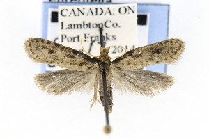  ( - CNCLEP00121745)  @13 [ ] CreativeCommons - Attribution Non-Commercial Share-Alike (2015) Jean-Francois Landry Canadian National Collection of Insects, Arachnids and Nematodes