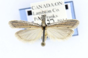  (Bandera binotella - CNCLEP00121783)  @14 [ ] CreativeCommons - Attribution Non-Commercial Share-Alike (2015) Jean-Francois Landry Canadian National Collection of Insects, Arachnids and Nematodes
