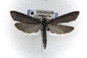  ( - CNCLEP00121791)  @14 [ ] CreativeCommons - Attribution Non-Commercial Share-Alike (2015) Jean-Francois Landry Canadian National Collection of Insects, Arachnids and Nematodes