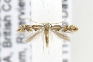  ( - CNCLEP00121840)  @14 [ ] CreativeCommons - Attribution Non-Commercial Share-Alike (2015) Jean-Francois Landry Canadian National Collection of Insects, Arachnids and Nematodes