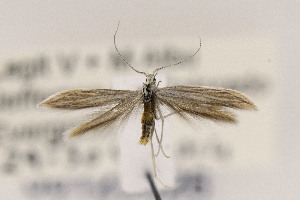  (Coleophora JFL079 - CNCLEP00123026)  @13 [ ] CreativeCommons - Attribution Non-Commercial Share-Alike (2015) Jean-Francois Landry Canadian National Collection of Insects
