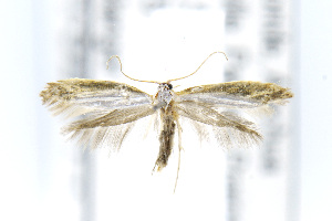  (Argyresthia cupressella - CNCLEP00132314)  @14 [ ] CreativeCommons - Attribution Non-Commercial Share-Alike (2016) Jean-Francois Landry Canadian National Collection of Insects