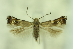  ( - CNCLEP00175791)  @11 [ ] Copyright (2018) Jean-Francois Landry Canadian National Collection of Insects