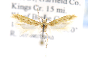  (Gnorimoschema nordlandicolella gr - EMEC407788)  @14 [ ] Copyright (2016) Jean-Francois Landry Canadian National Collection of Insects