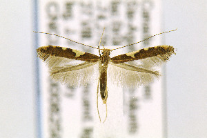  (Caloptilia umbratella - CNCLEP00082504)  @14 [ ] CreativeCommons - Attribution Non-Commercial Share-Alike (2016) Jean-Francois Landry Canadian National Collection