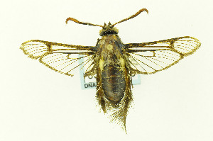  ( - CNCLEP00155476)  @13 [ ] CreativeCommons - Attribution Non-Commercial Share-Alike (2016) Jean-Francois Landry Canadian National Collection