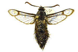  ( - CNCLEP00155477)  @14 [ ] CreativeCommons - Attribution Non-Commercial Share-Alike (2016) Jean-Francois Landry Canadian National Collection