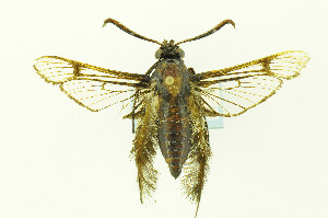  ( - CNCLEP00155478)  @13 [ ] CreativeCommons - Attribution Non-Commercial Share-Alike (2016) Jean-Francois Landry Canadian National Collection