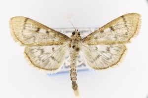  (Herpetogramma aeglealis - CNCLEP00156300)  @15 [ ] CreativeCommons - Attribution Non-Commercial Share-Alike (2016) Jean-Francois Landry Canadian National Collection
