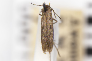  ( - CNCLEP00015613)  @11 [ ] Unspecified (default): All Rights Reserved (2021) Jean-Francois Landry Canadian National Collection