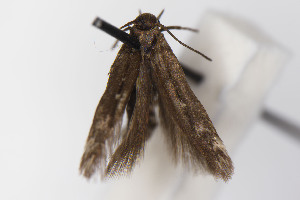  ( - CNCLEP00015614)  @11 [ ] Unspecified (default): All Rights Reserved (2021) Jean-Francois Landry Canadian National Collection