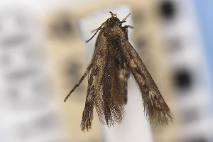  ( - CNCLEP00015615)  @11 [ ] Unspecified (default): All Rights Reserved (2021) Jean-Francois Landry Canadian National Collection