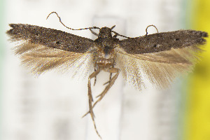  ( - CNCLEP00114478)  @11 [ ] Unspecified (default): All Rights Reserved (2025) Jean-Francois Landry Canadian National Collection