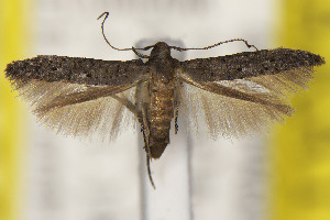  ( - CNCLEP00114479)  @11 [ ] Unspecified (default): All Rights Reserved (2025) Jean-Francois Landry Canadian National Collection