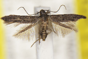  (Periploca longipenis - CNCLEP00114480)  @11 [ ] Unspecified (default): All Rights Reserved (2025) Jean-Francois Landry Canadian National Collection