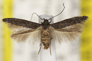  ( - CNCLEP00114481)  @11 [ ] Unspecified (default): All Rights Reserved (2025) Jean-Francois Landry Canadian National Collection