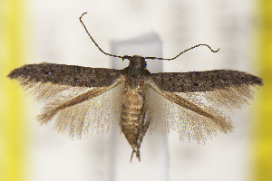  ( - CNCLEP00114482)  @11 [ ] Unspecified (default): All Rights Reserved (2025) Jean-Francois Landry Canadian National Collection