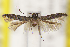  ( - CNCLEP00114483)  @11 [ ] Unspecified (default): All Rights Reserved (2025) Jean-Francois Landry Canadian National Collection