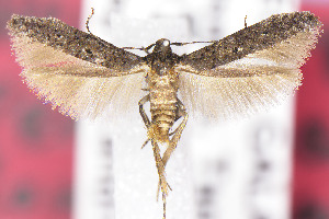  ( - CNCLEP00141964)  @11 [ ] Unspecified (default): All Rights Reserved (2025) Jean-Francois Landry Canadian National Collection