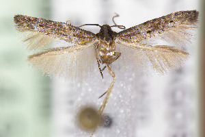  (Periploca darwini - CNCLEP00141965)  @11 [ ] Unspecified (default): All Rights Reserved (2025) Jean-Francois Landry Canadian National Collection