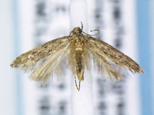  ( - CNCLEP00155821)  @11 [ ] Unspecified (default): All Rights Reserved (2019) Jean-Francois Landry Canadian National Collection