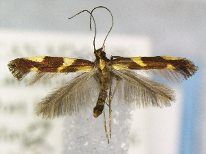  (Caloptilia vacciniella group - CNCLEP00175879)  @13 [ ] Unspecified (default): All Rights Reserved (2019) Jean-Francois Landry Canadian National Collection