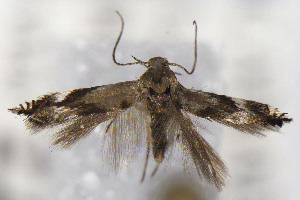  ( - CNCLEP00274308)  @11 [ ] Unspecified (default): All Rights Reserved (2025) Jean-Francois Landry Canadian National Collection