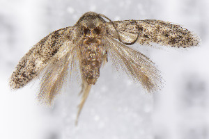  (Urodeta conocarpi - CNCLEP00309461)  @11 [ ] Unspecified (default): All Rights Reserved (2025) Jean-Francois Landry Canadian National Collection