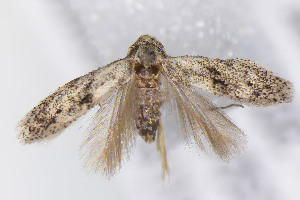  ( - CNCLEP00309462)  @11 [ ] Unspecified (default): All Rights Reserved (2025) Jean-Francois Landry Canadian National Collection