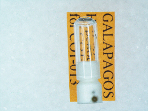  (Hypenopsis sp. n - GALAPAGOS-Hypenodinae-CO1-13)  @11 [ ] Unspecified (default): All Rights Reserved (2019) Jean-Francois Landry Canadian National Collection