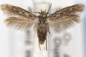  ( - USNMENT01141802)  @11 [ ] Unspecified (default): All Rights Reserved (2021) Jean-Francois Landry Canadian National Collection