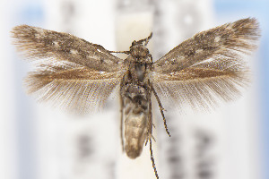  ( - USNMENT01141804)  @11 [ ] Unspecified (default): All Rights Reserved (2021) Jean-Francois Landry Canadian National Collection