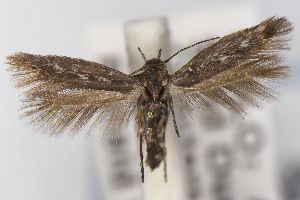  ( - USNMENT01141805)  @11 [ ] Unspecified (default): All Rights Reserved (2021) Jean-Francois Landry Canadian National Collection