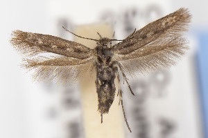  ( - USNMENT01141820)  @11 [ ] Unspecified (default): All Rights Reserved (2021) Jean-Francois Landry Canadian National Collection